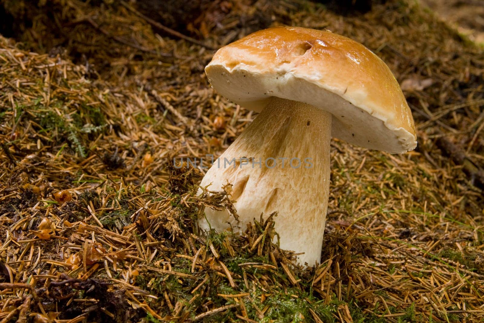 King Bolete - Boletus Edulis