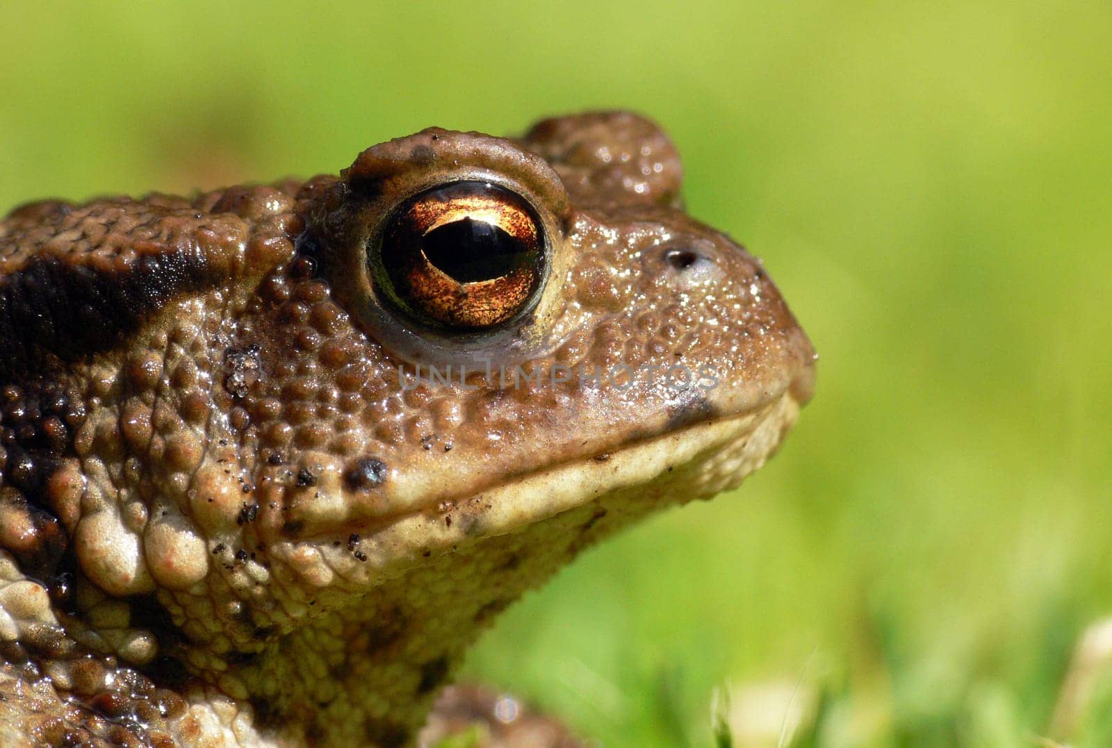 Toad