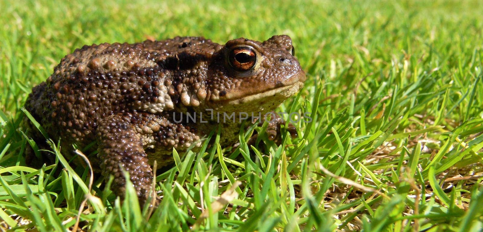 Toad 2