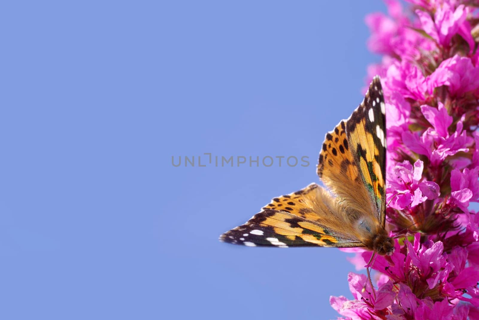 Flighty