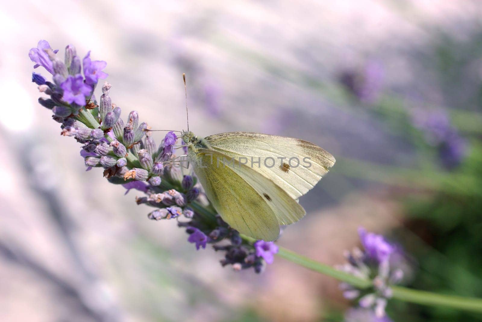 In lavender