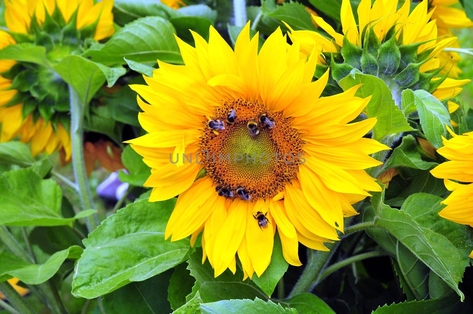 Sunflowers with bumblebees