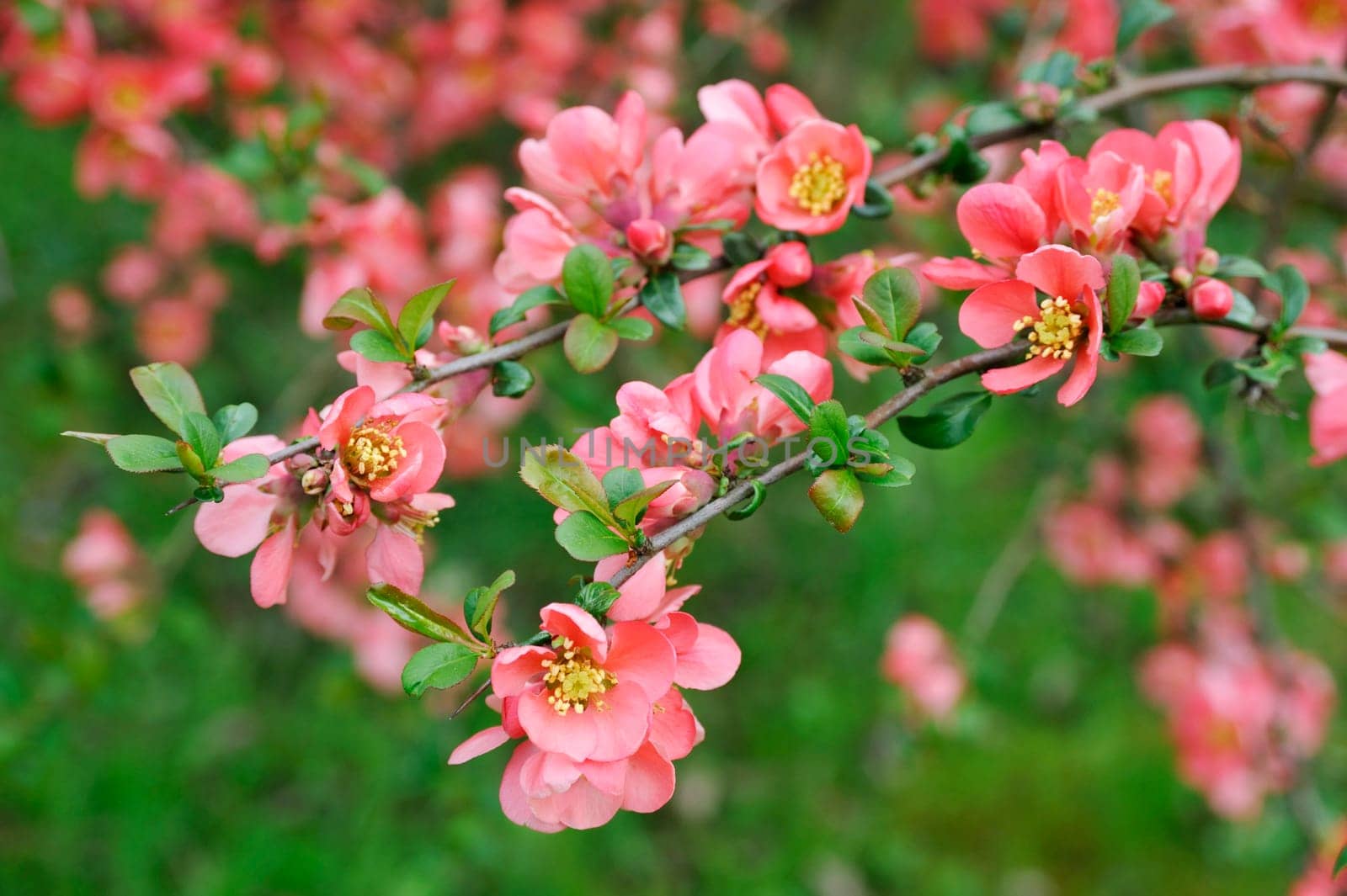 japanese quince branch - blossoming