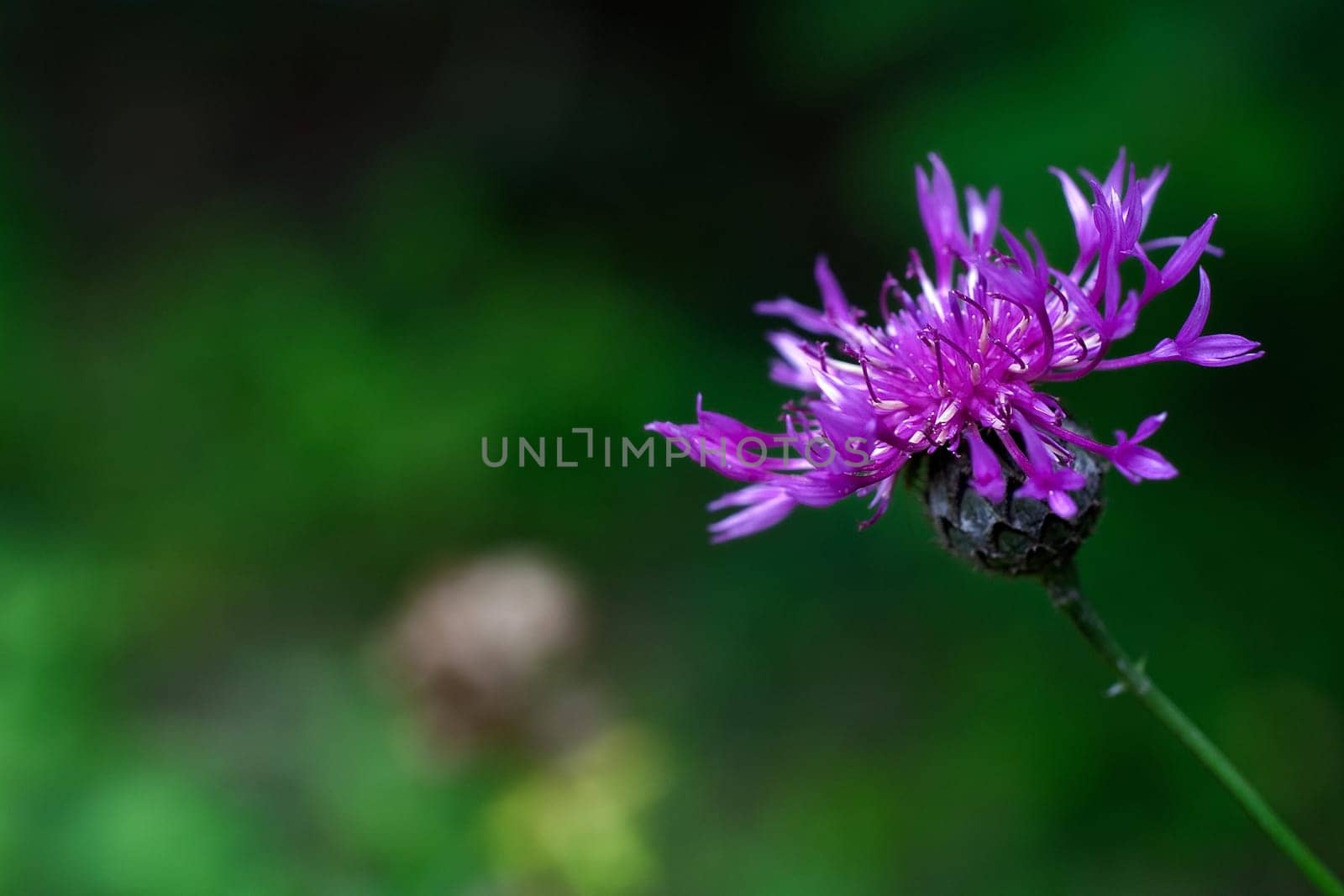 Cornflower Blossom