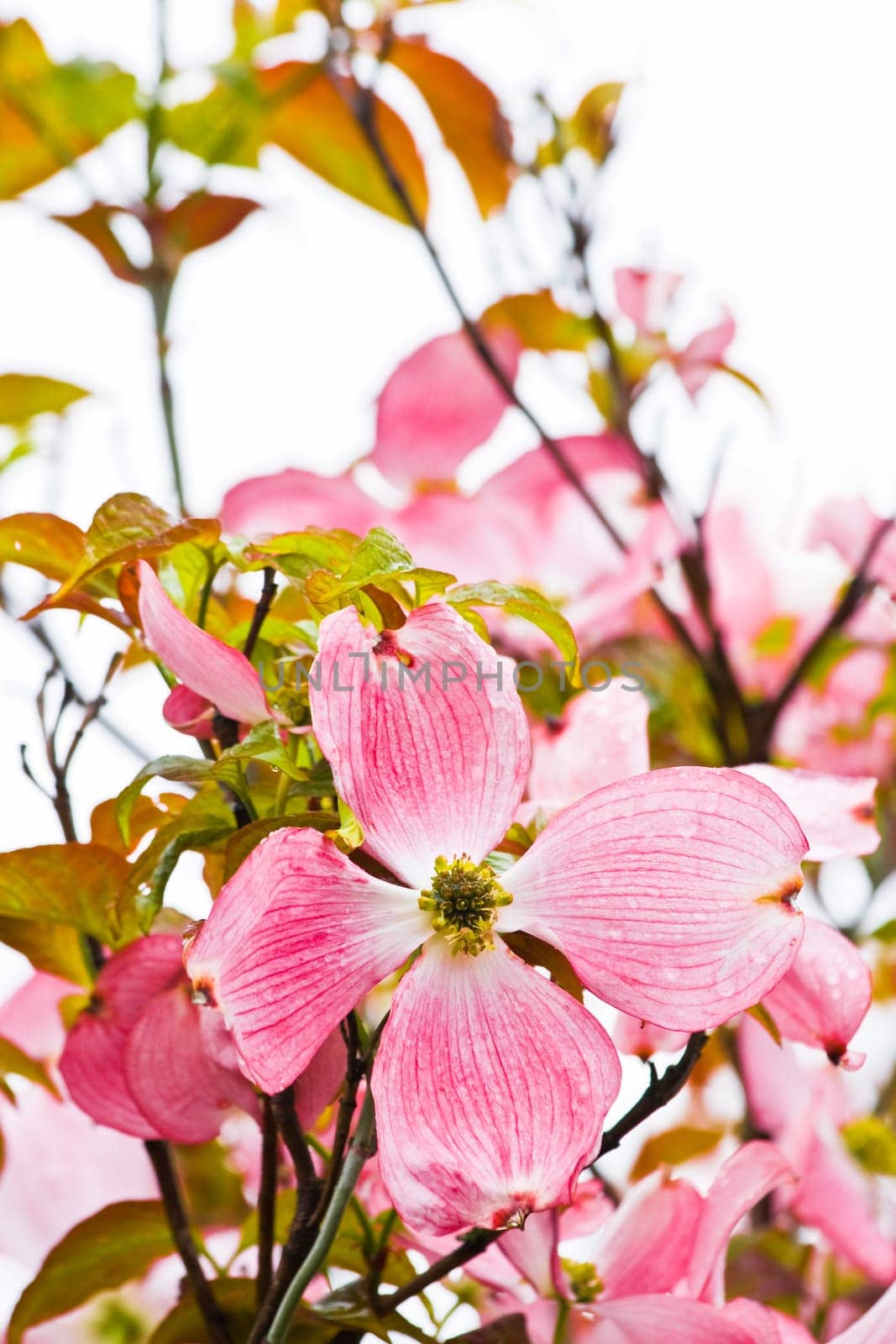 Japanese dogwood flowering in spring
