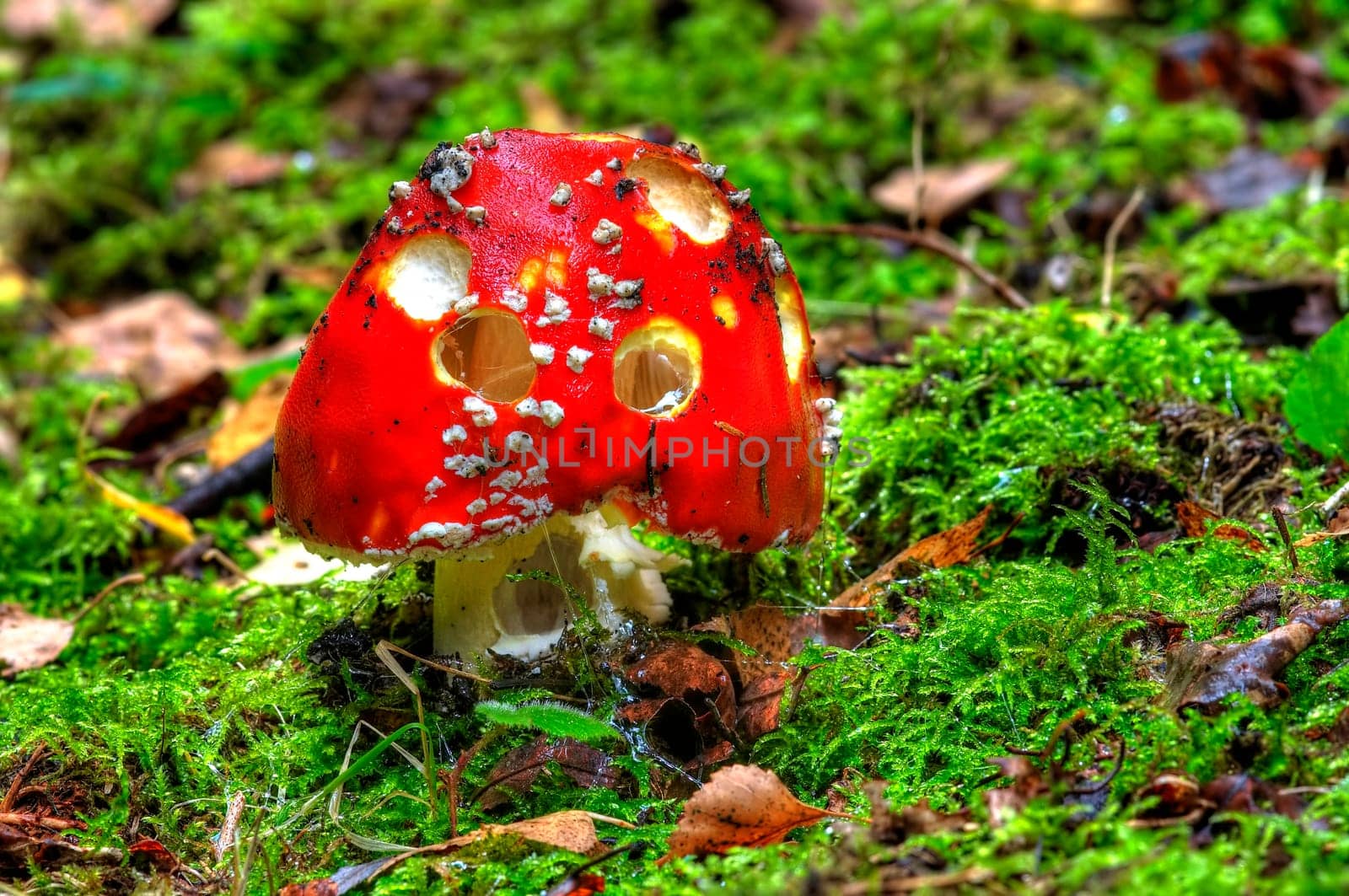 fly amanita