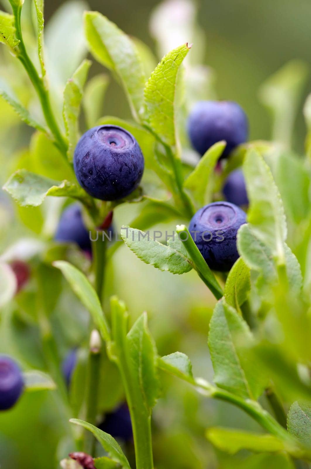 blueberry shrubs