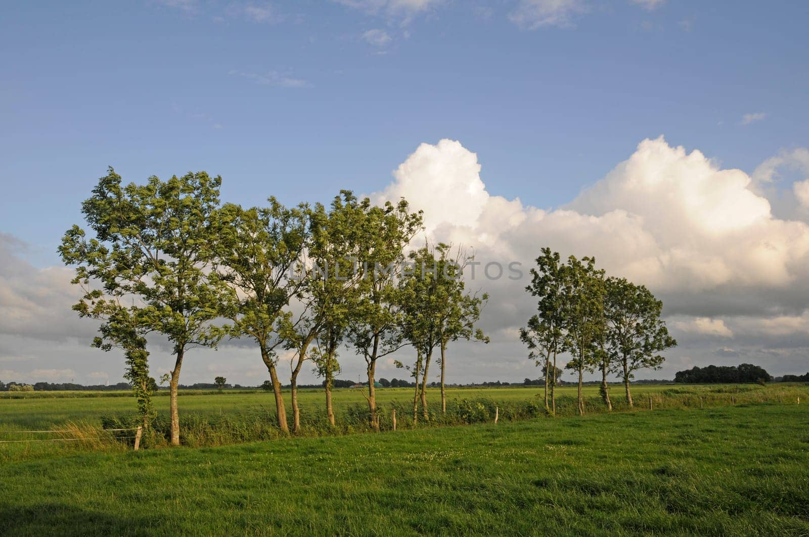 Row of trees