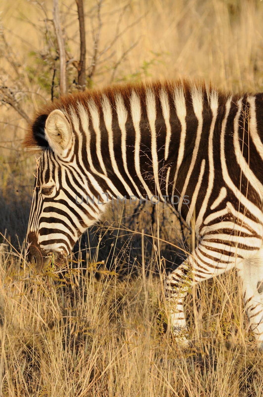 Zebra,in the African bush savannah