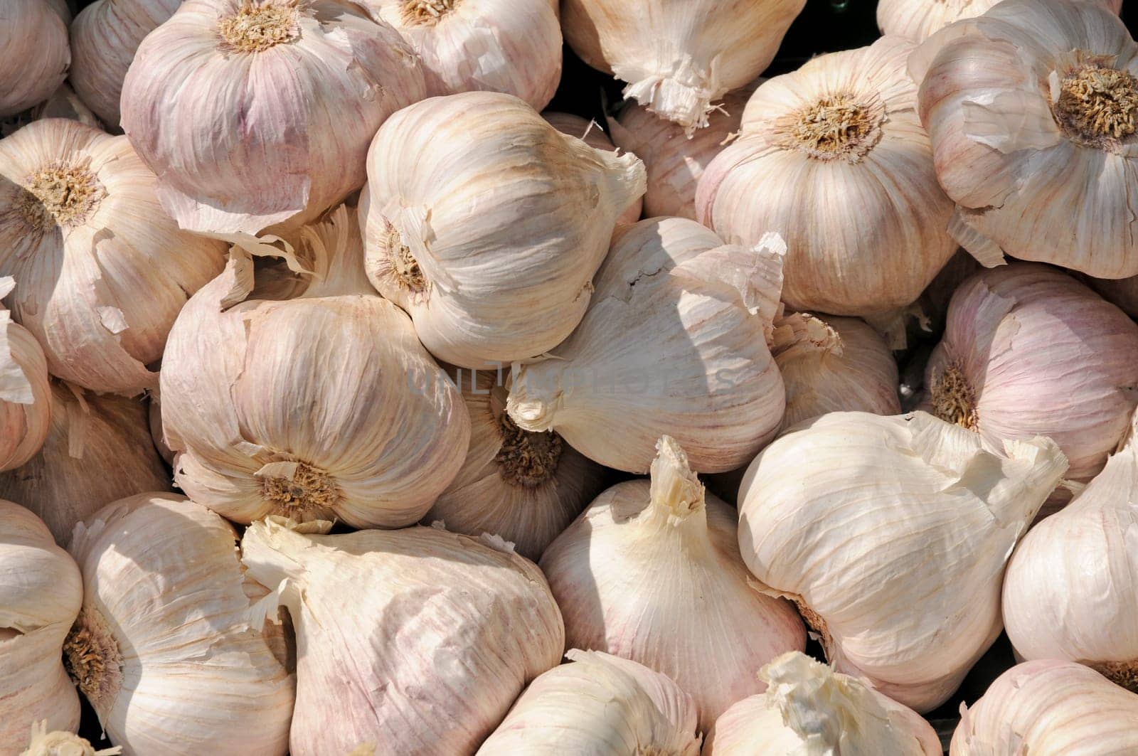 Garlic