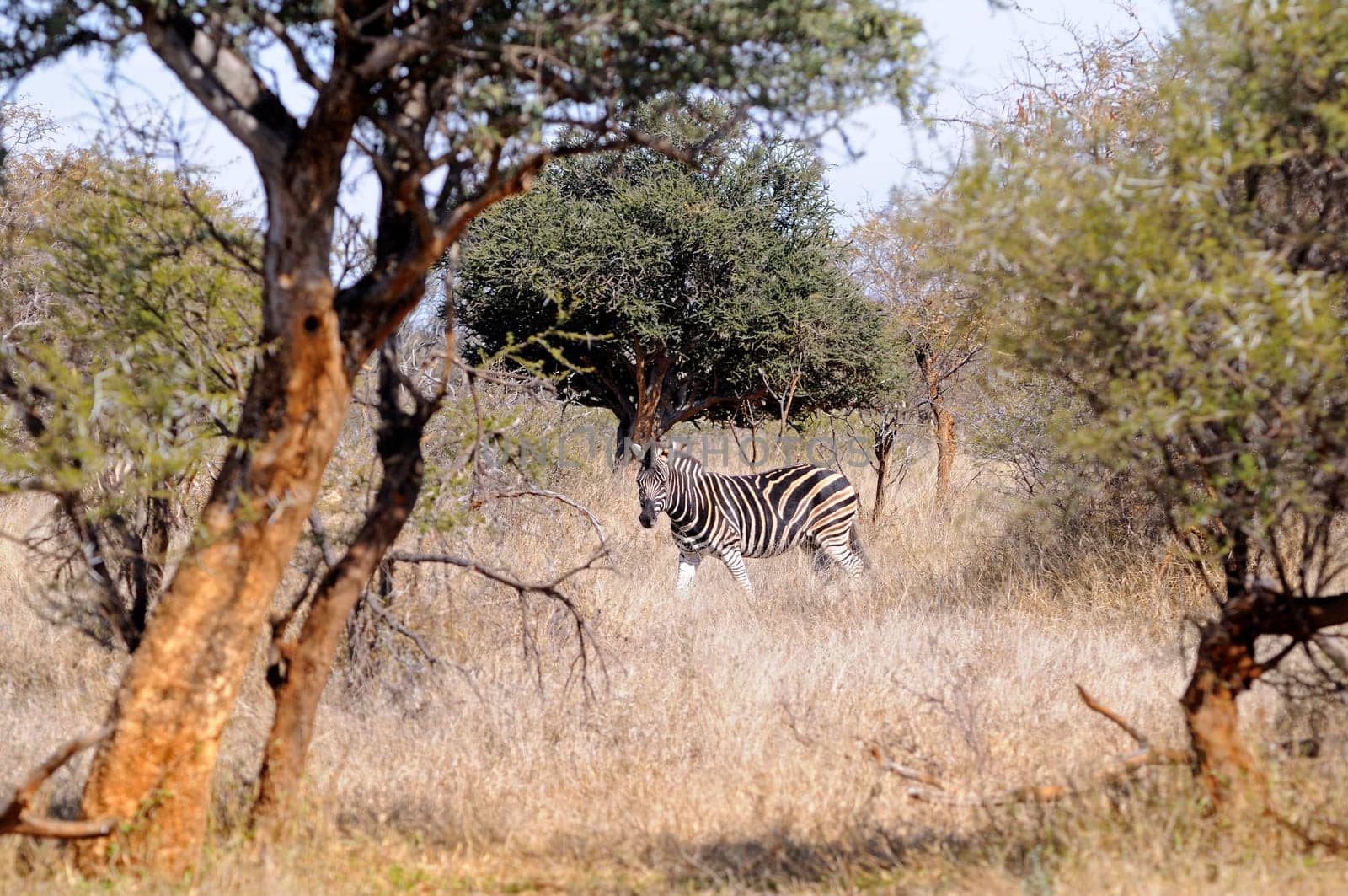 Zebra in the bush savannah,Africa