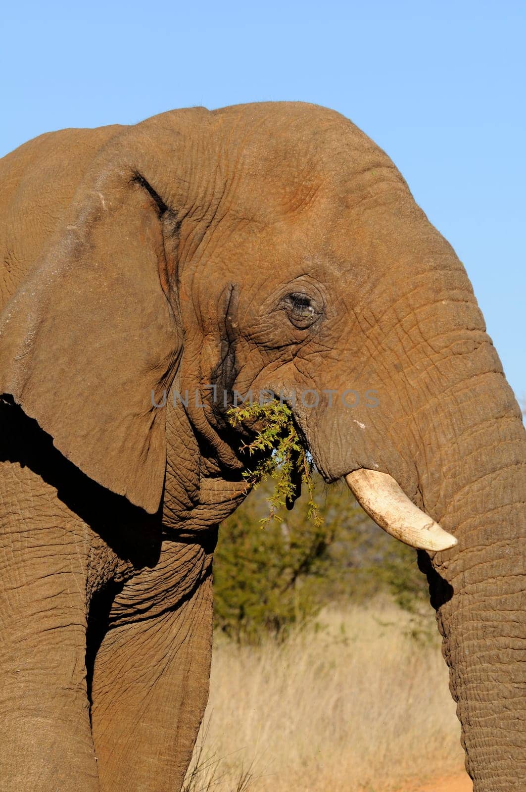 Portrait of an African Elephant