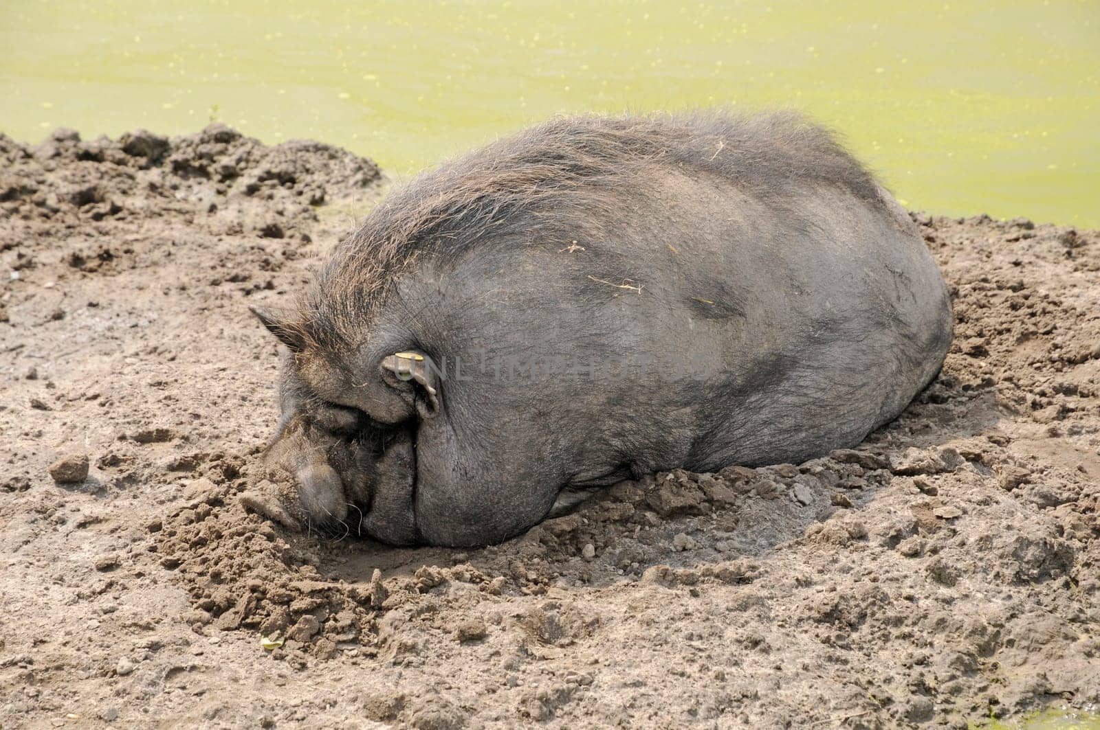 Woolly pig