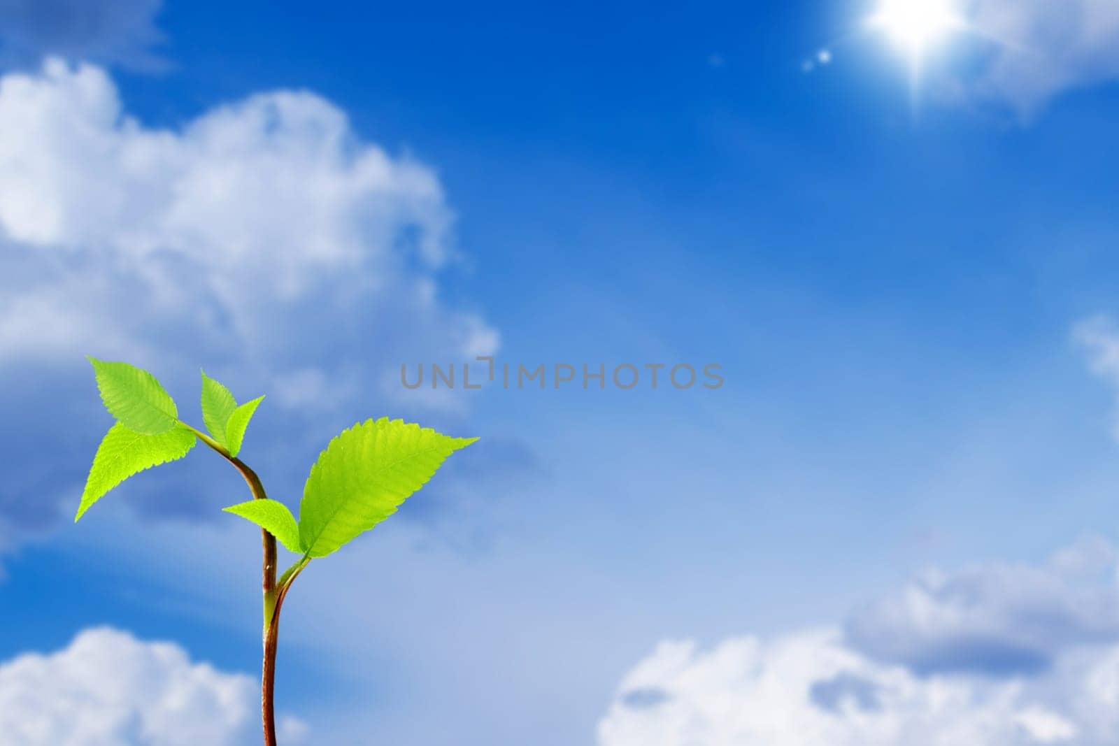 Little plant under the sun