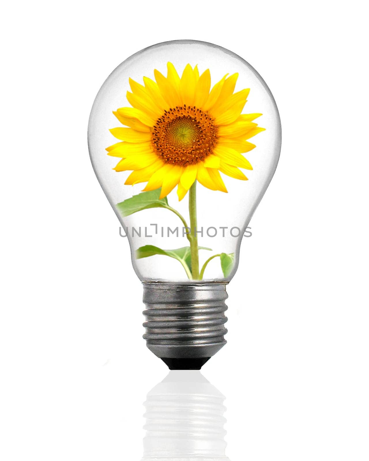 Ecological lamp