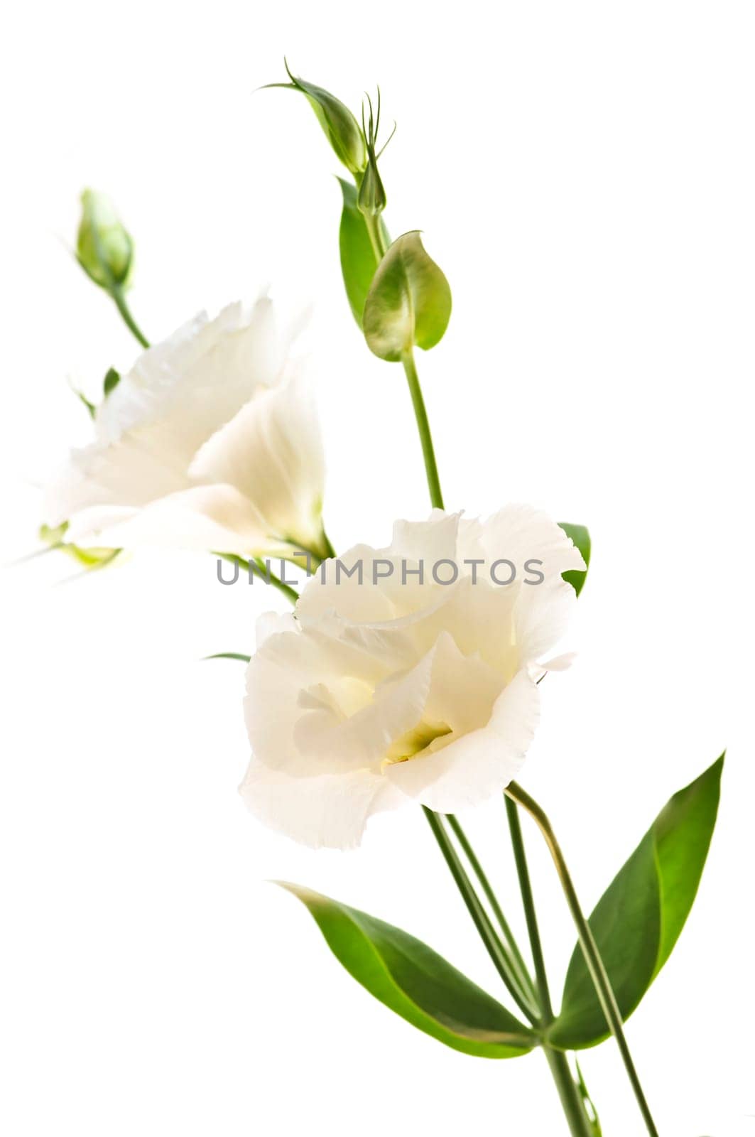 Isolated white flowers