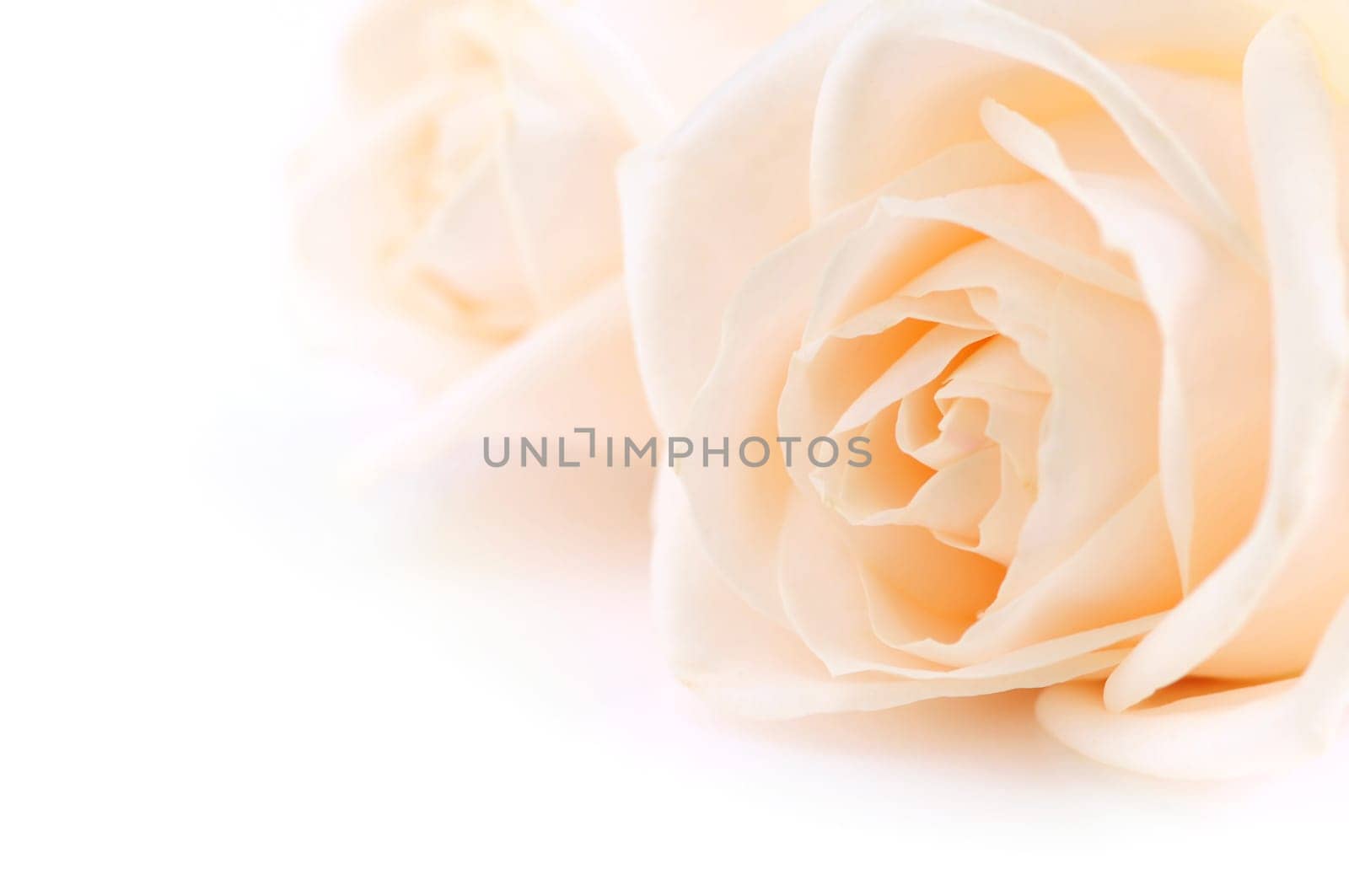 Beige roses background