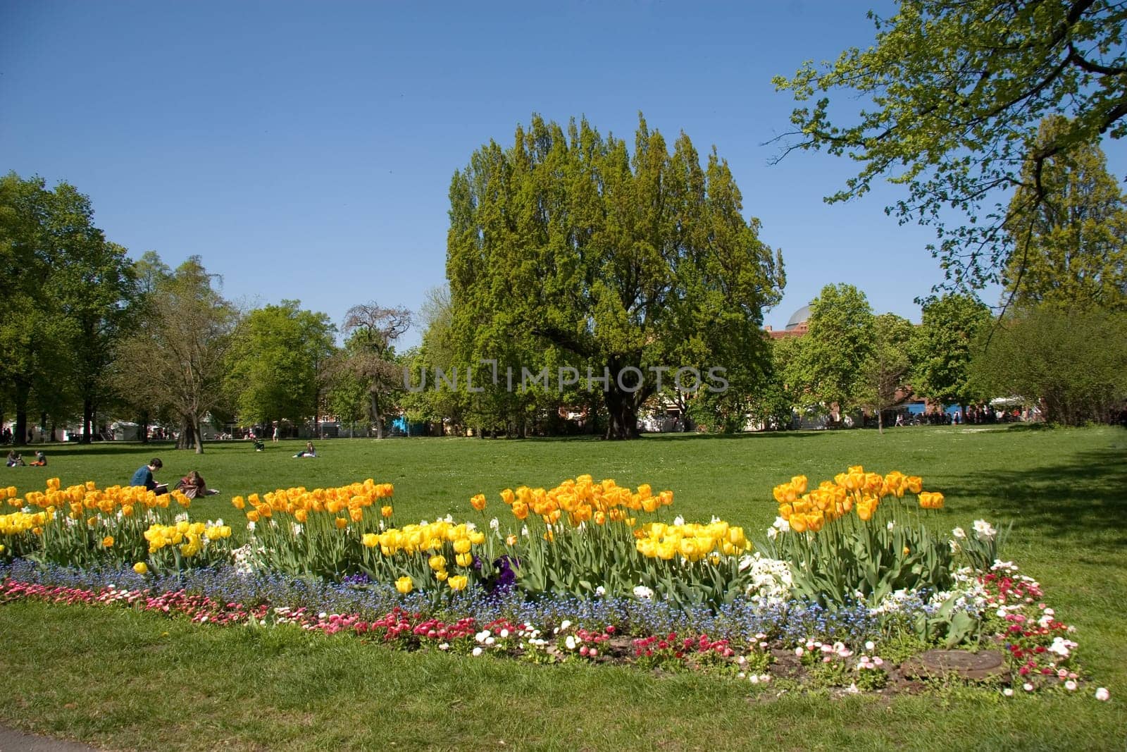 Tulip Park