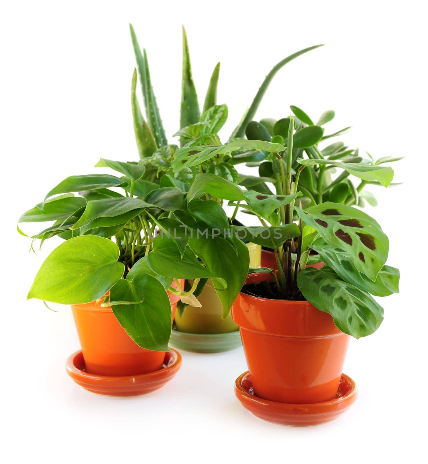 Assorted houseplants