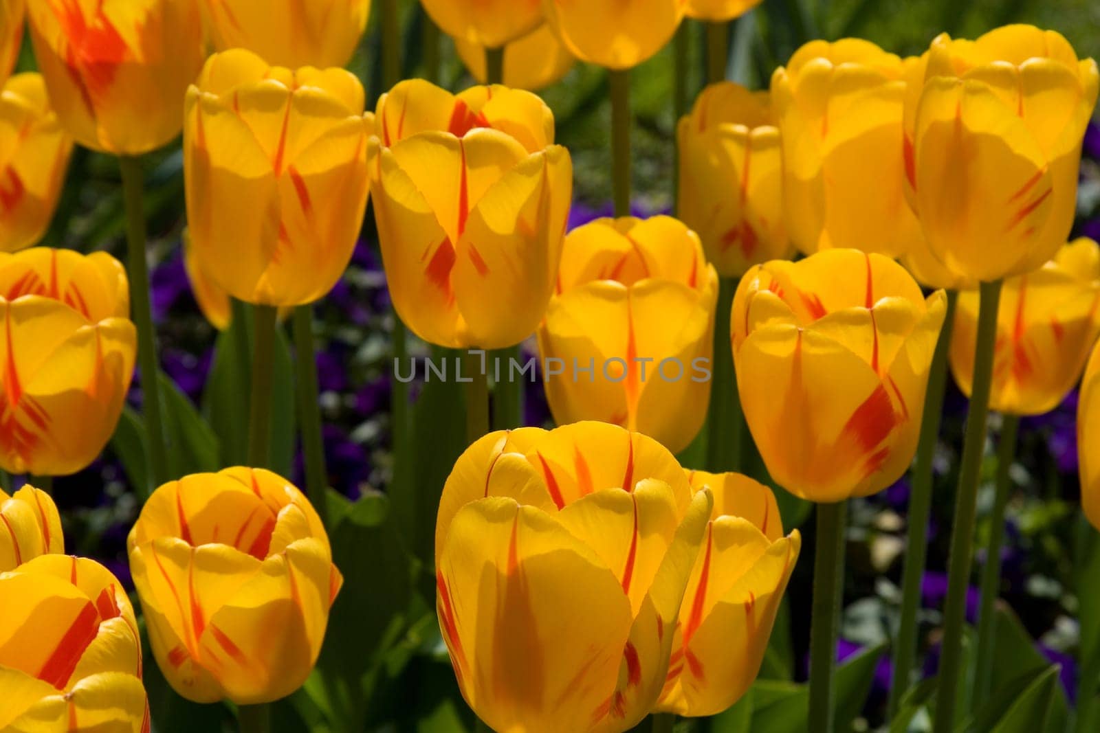 Tulip blossoms
