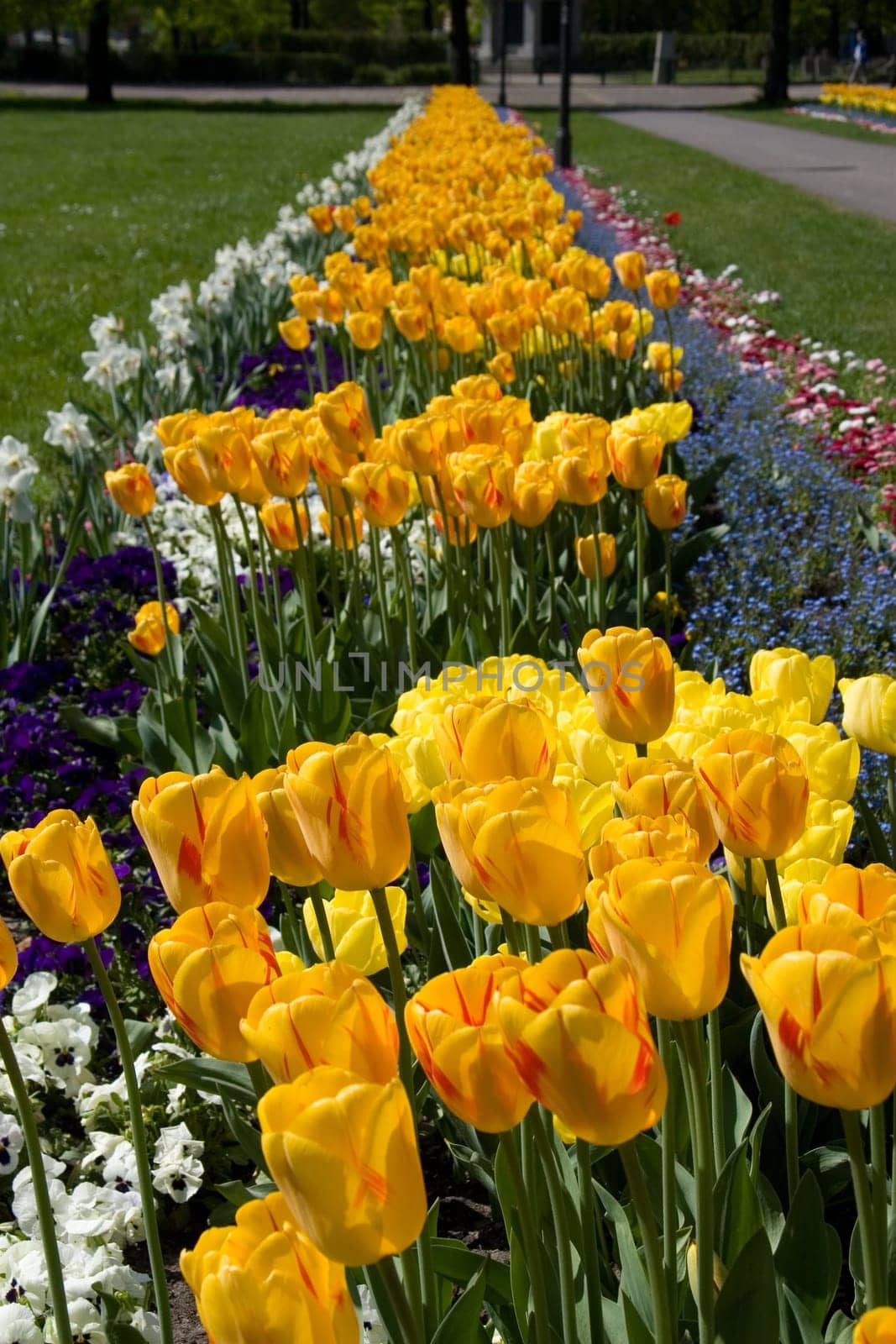 Tulip Borders