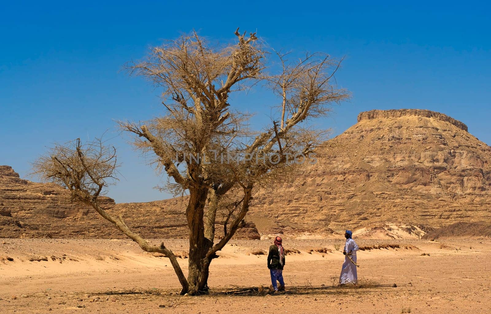 Gathering wood in the desert