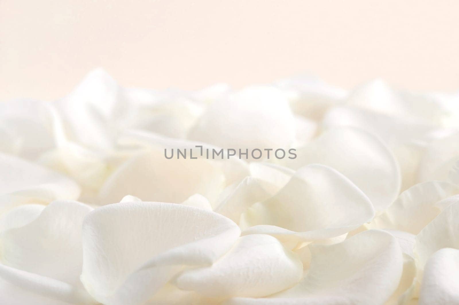 White rose petals