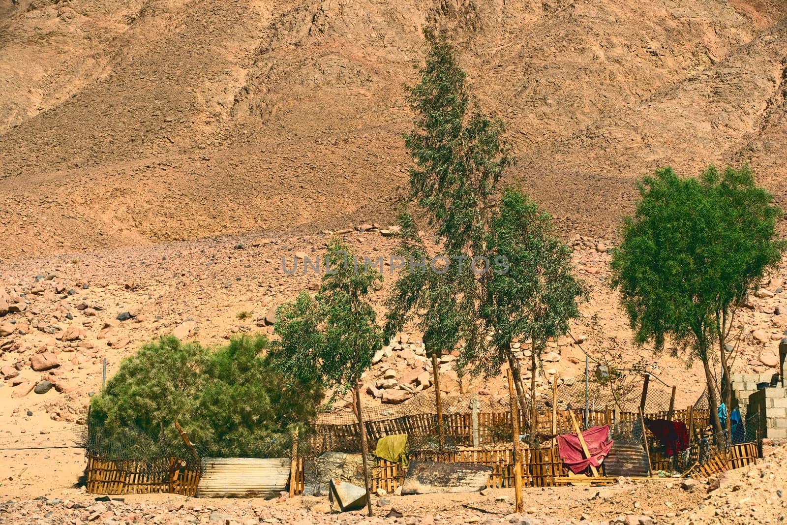 Bedouin Garden