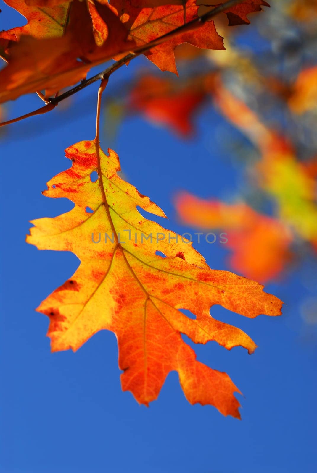 Autumn leaf
