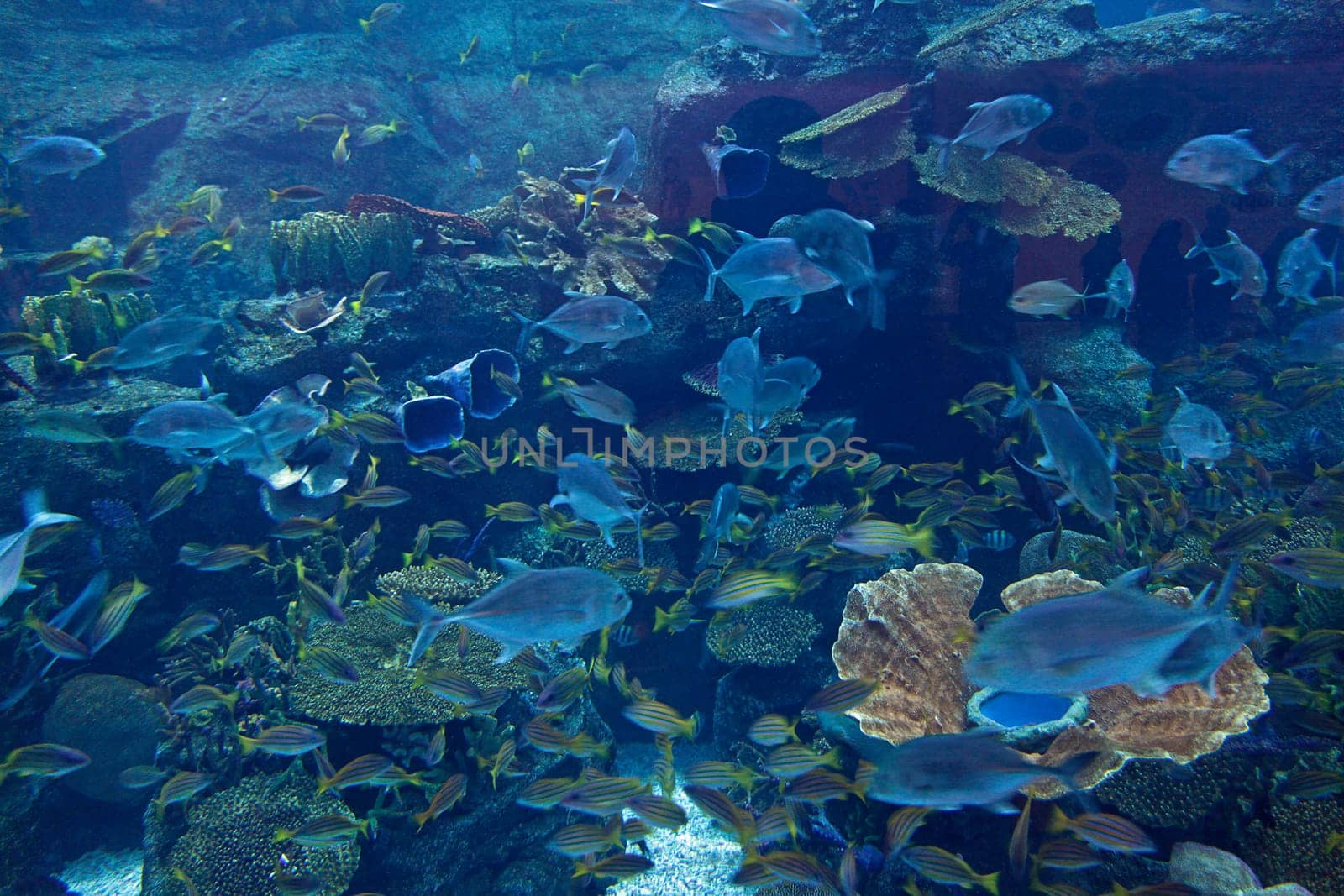 Marine life