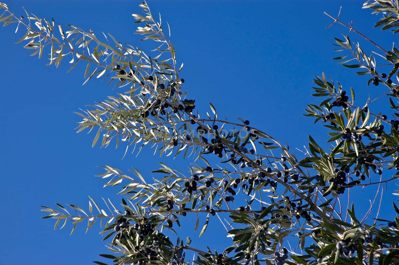Bunch of olives