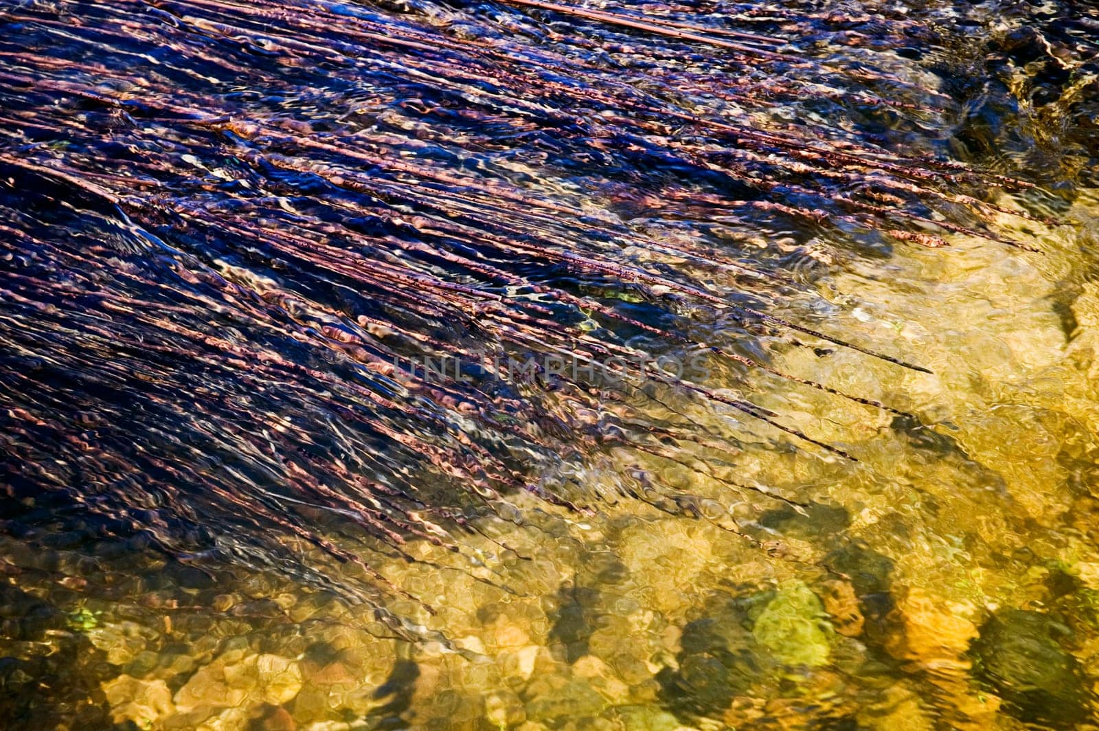 Aquatic plants