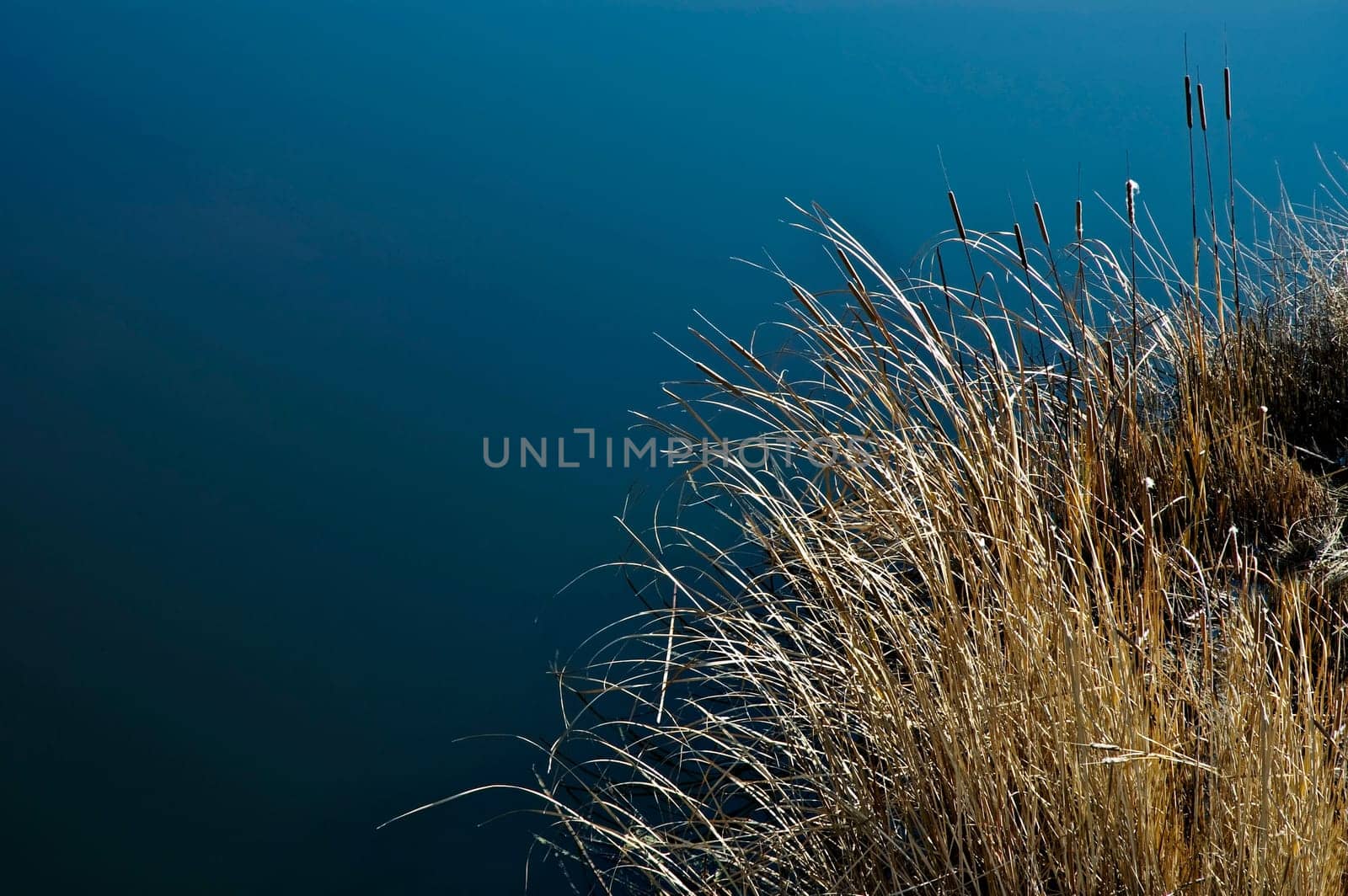 Cattail grass