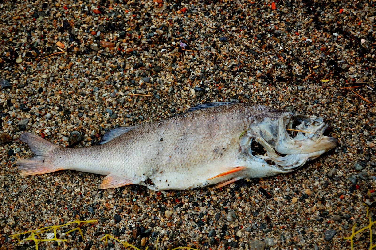 rotten fish