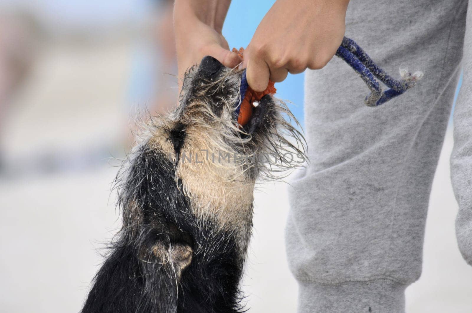Dog at the beach