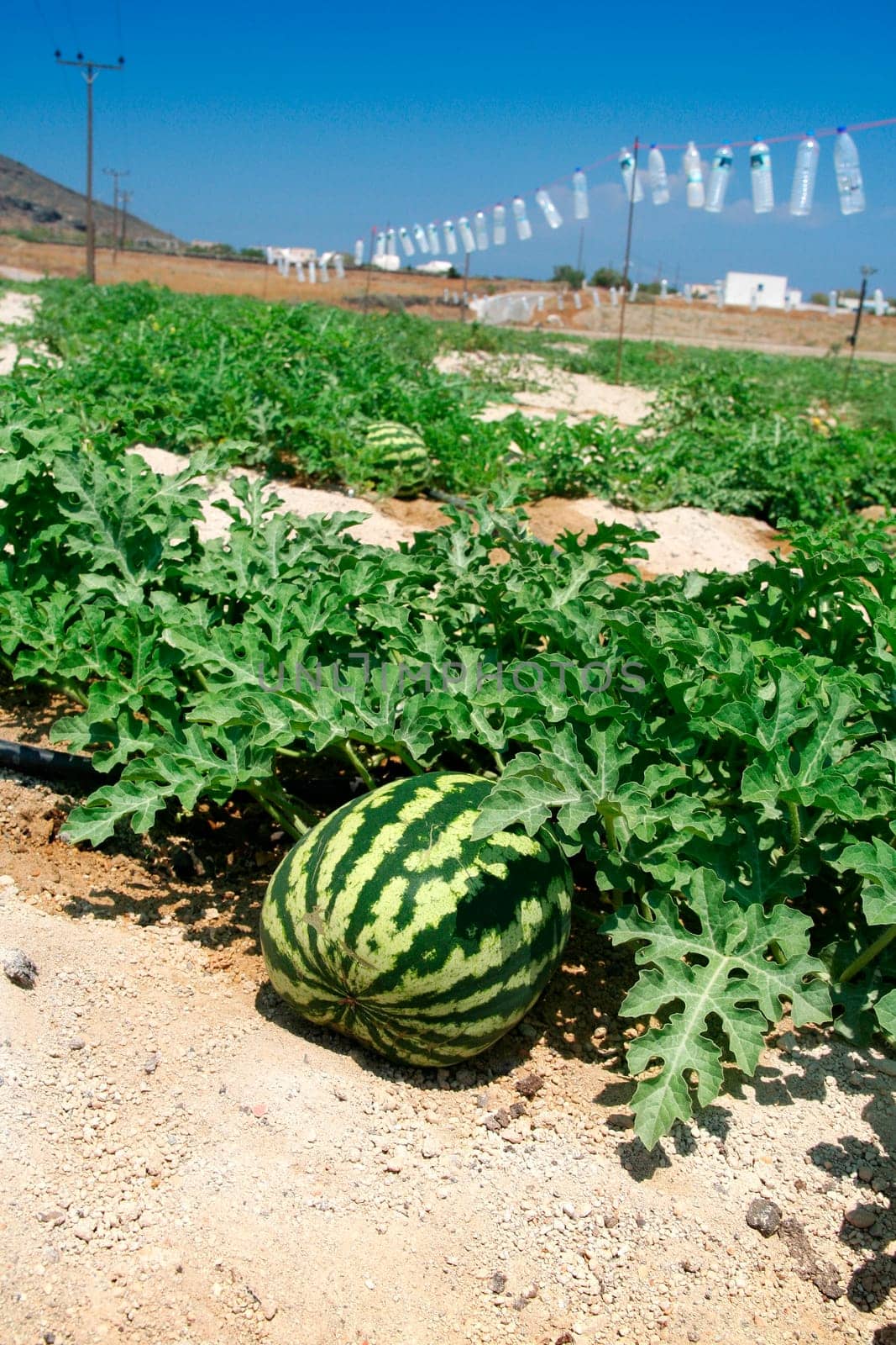 Melon field
