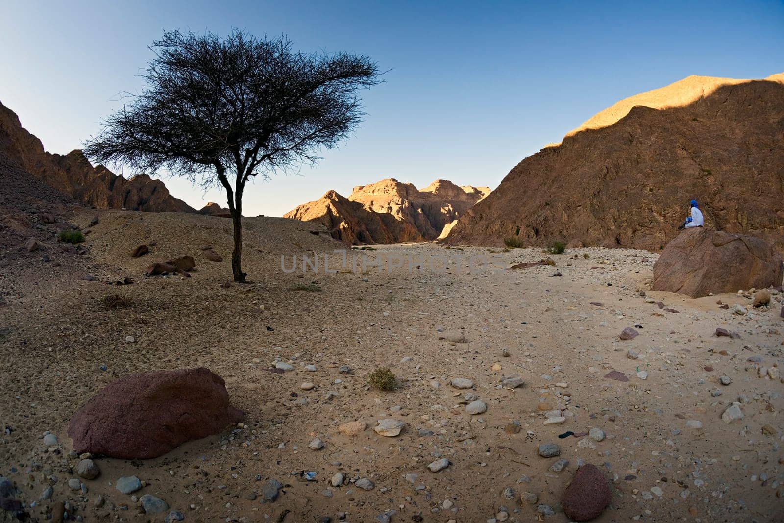 The path ends at the black tree
