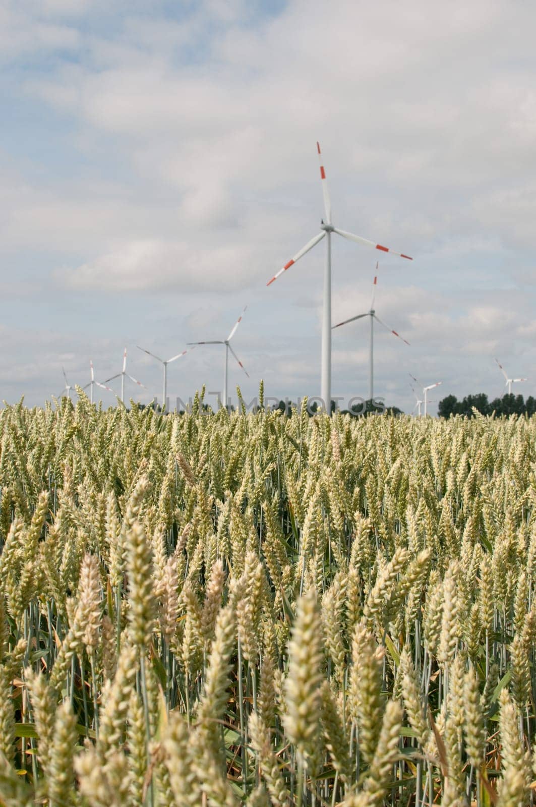 Wind turbines in front of wheat field