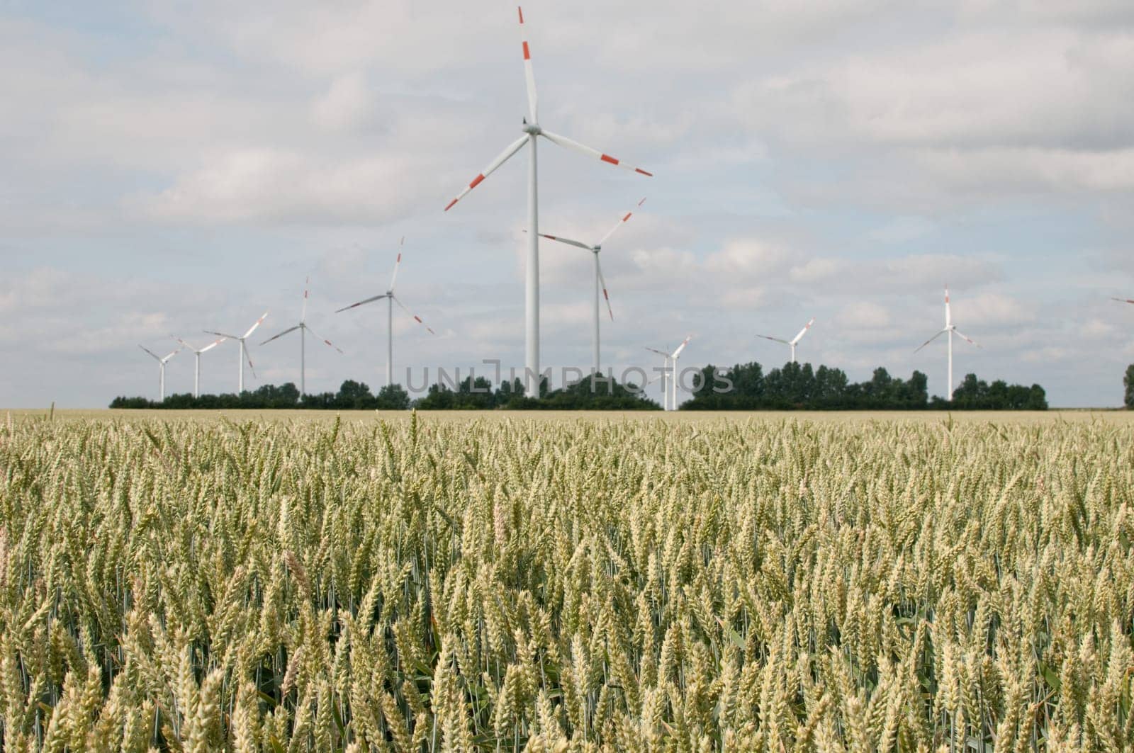Wind turbines in front of wheat field