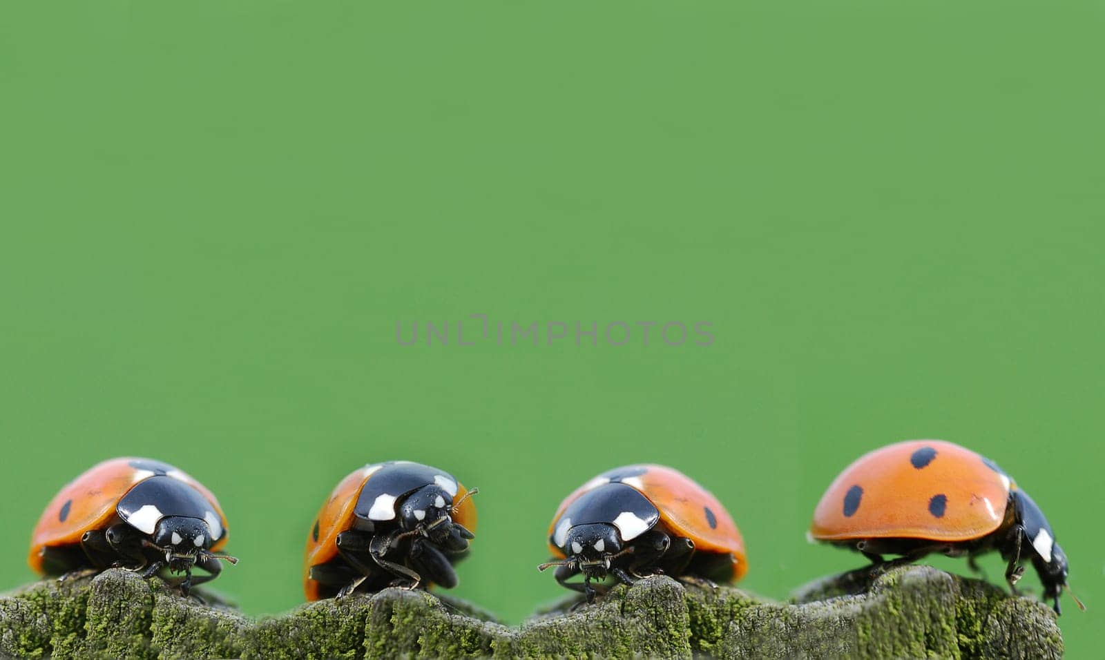 Four Ladybugs