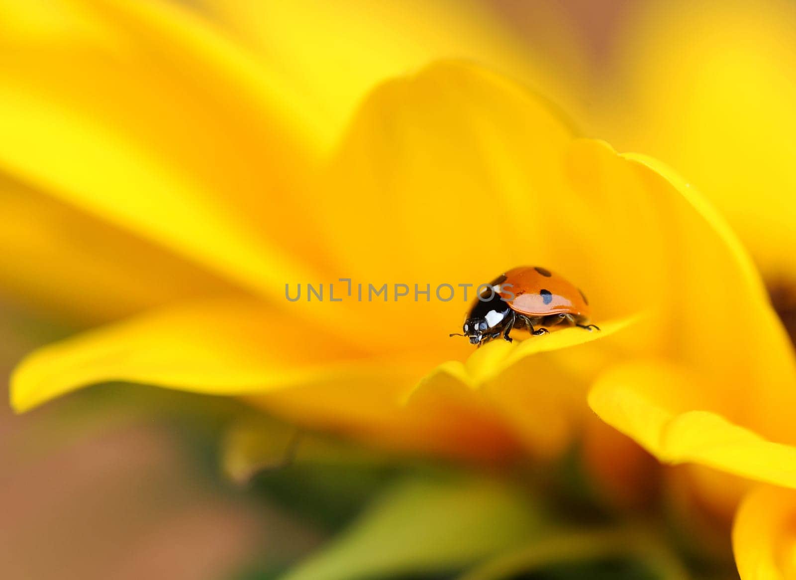 Ladybird