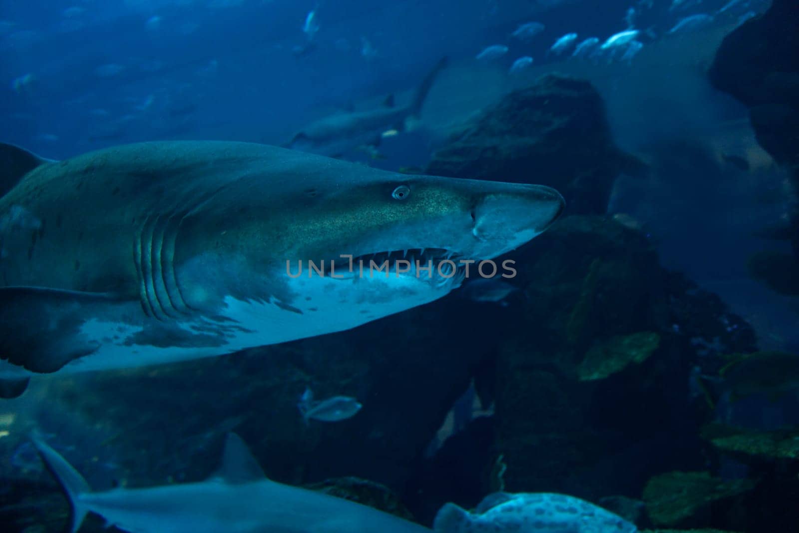 Shark