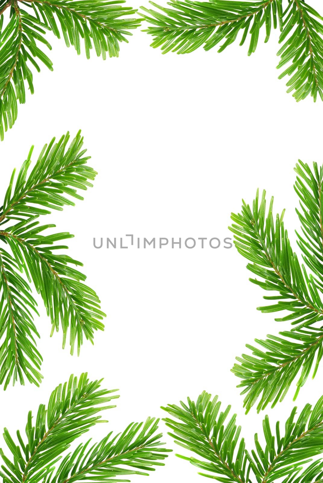 Fir branches