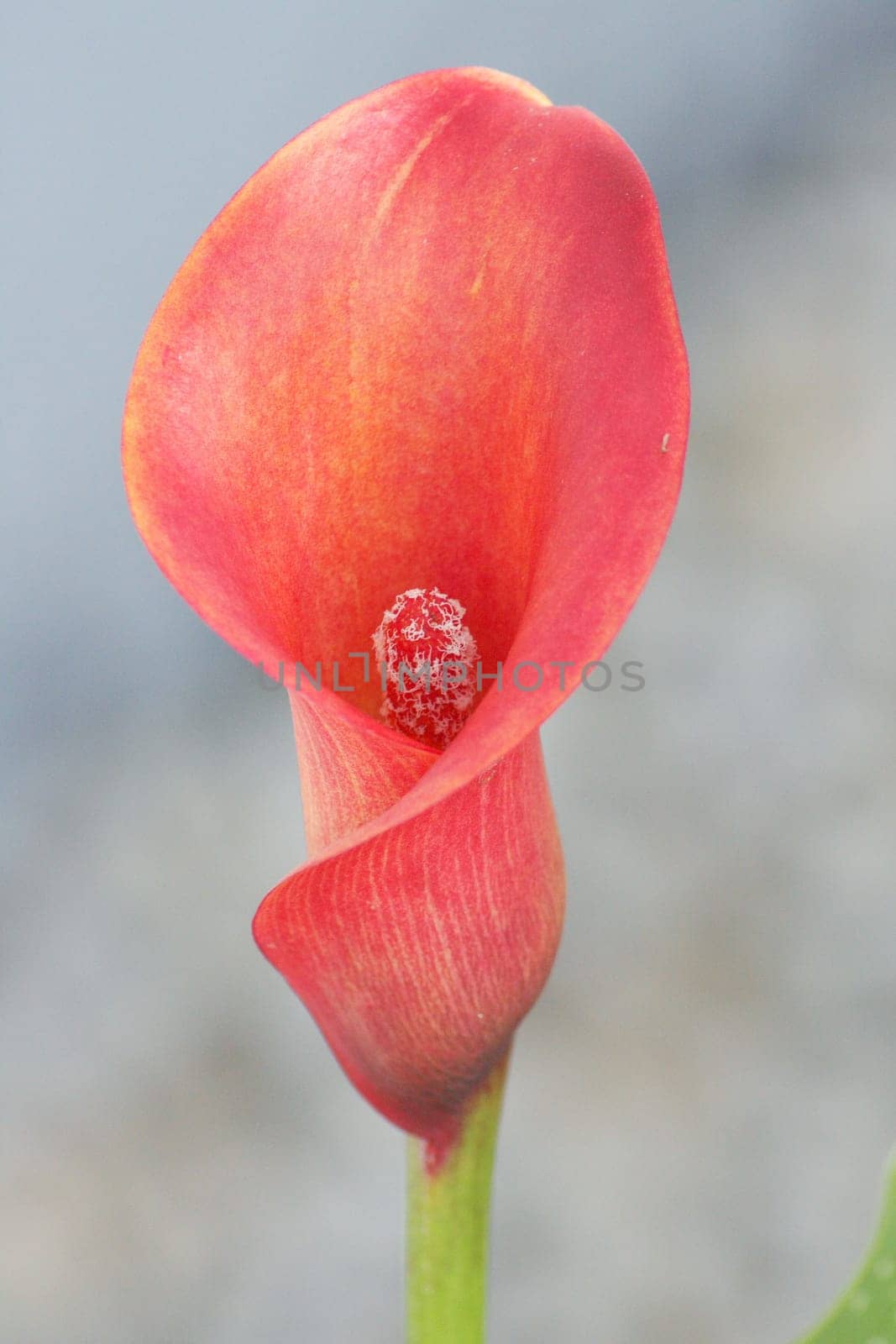 red chalice