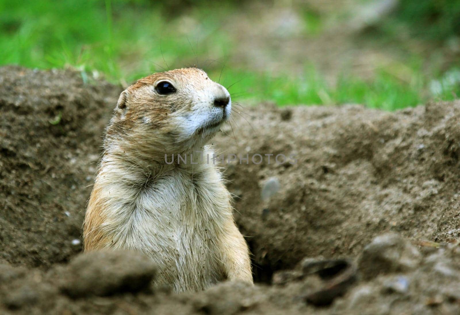 Prairie dog