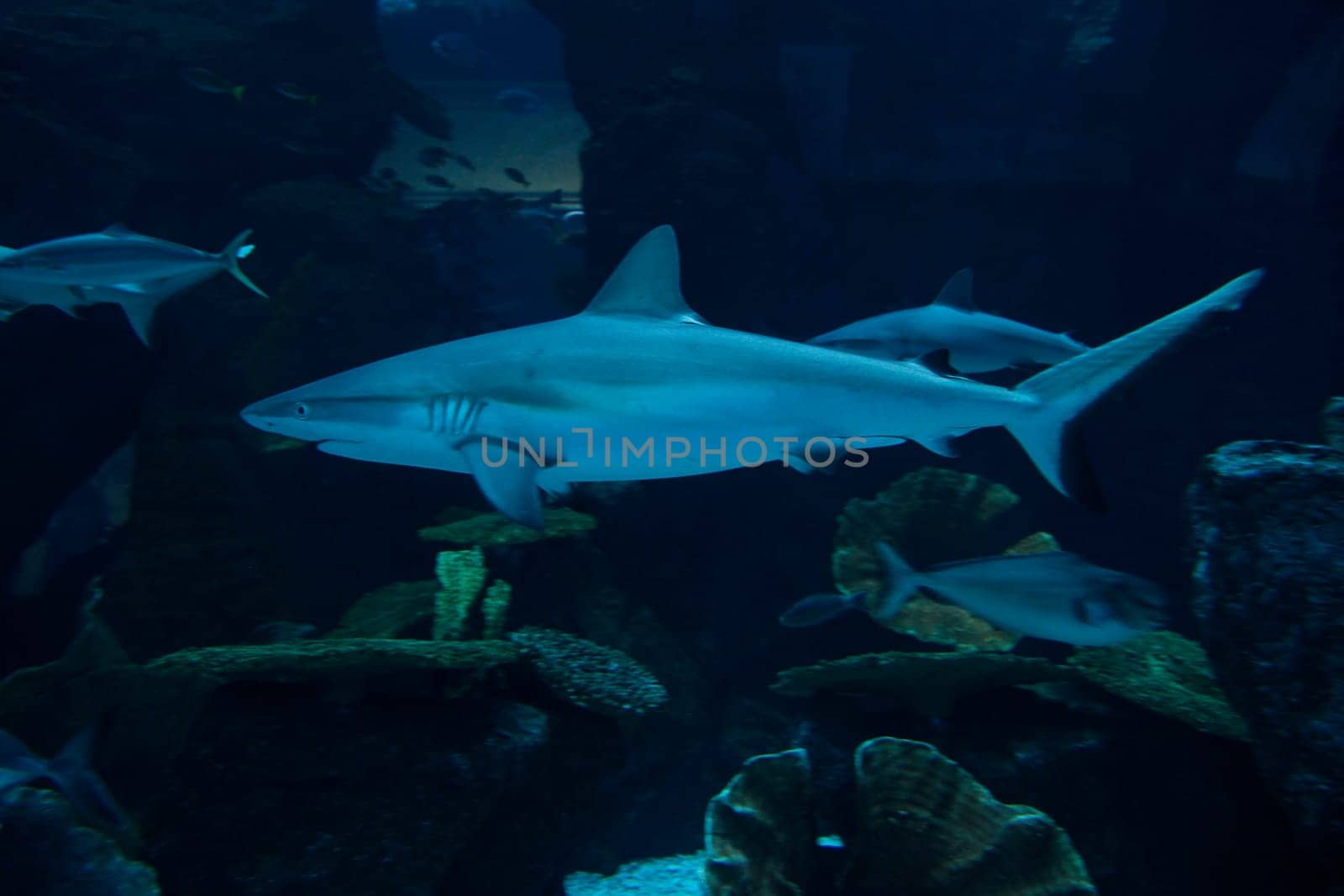 Shark