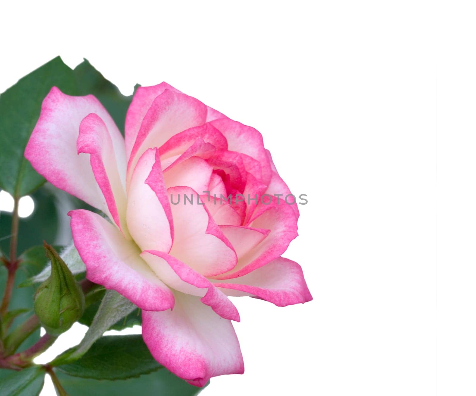 mothers day flower  pink white rose