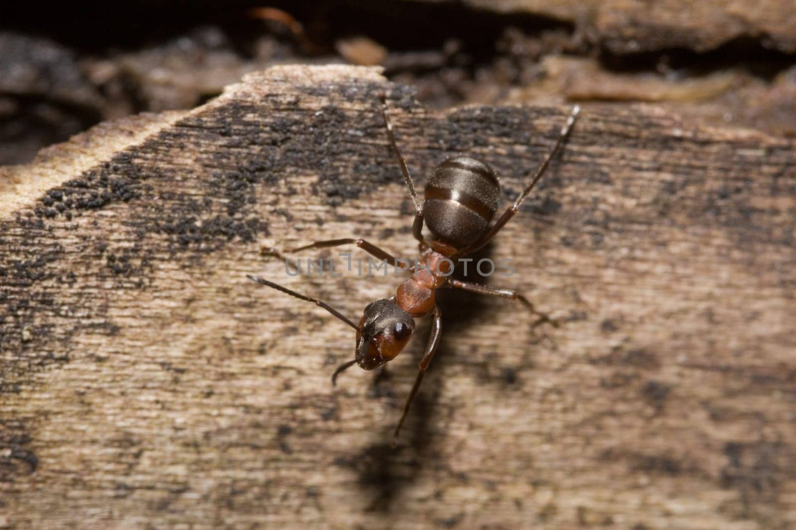 Wood Ant