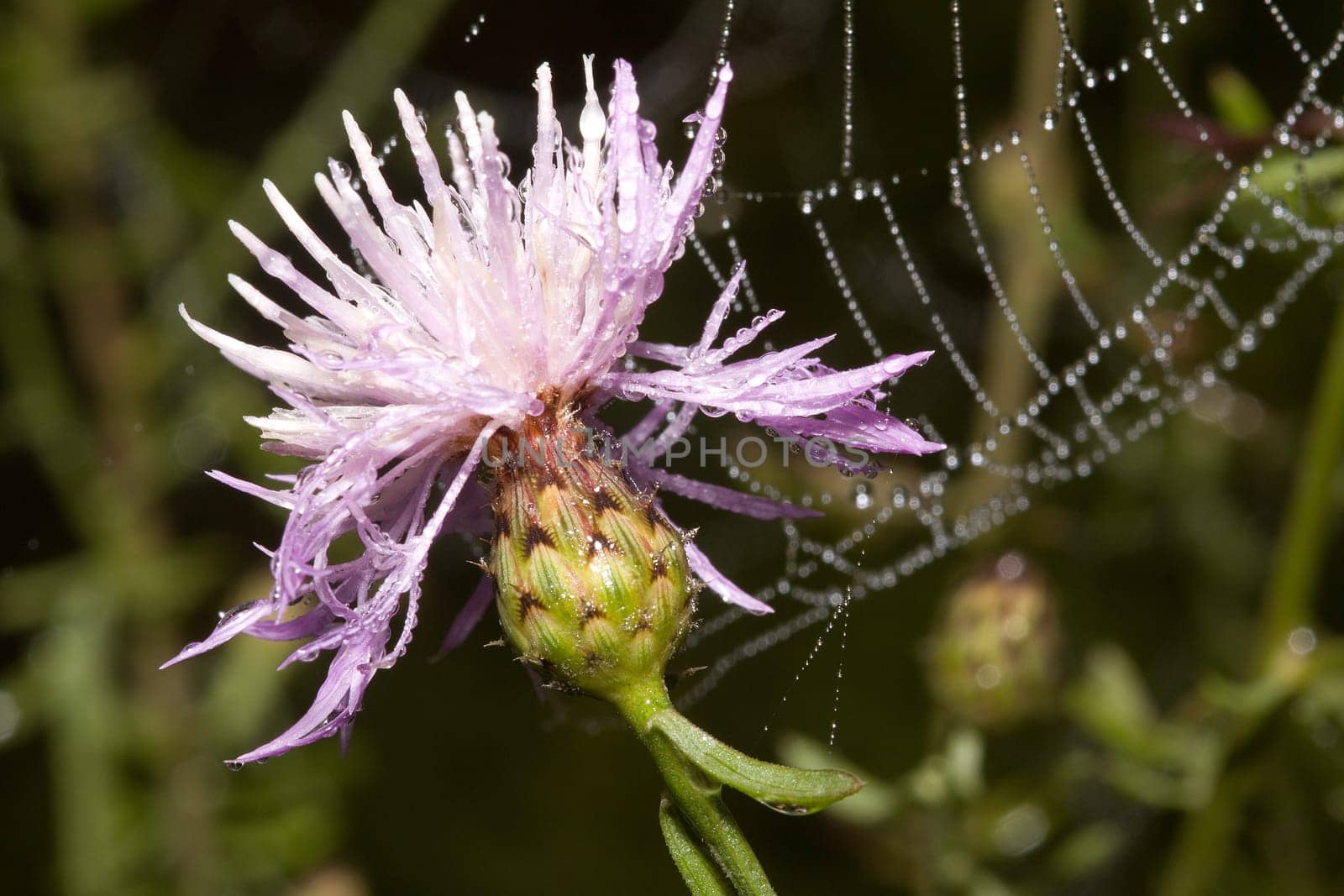 Net and cornflower