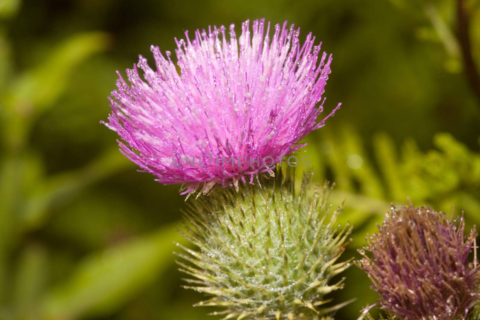 Thistle